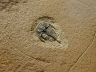 Lonchocephalus plena