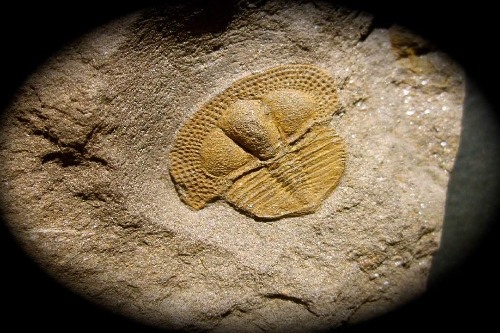 Deanaspis
