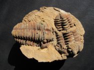 Calymene Trilobites