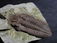 Odontocephalus aegeria Trilobite