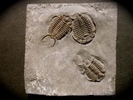 Ceraurus matrenseris Trilobites
