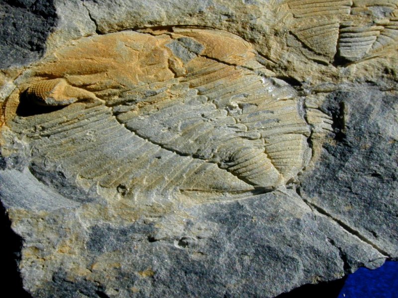Eodalmanitina destombesi Portuguese Trilobite