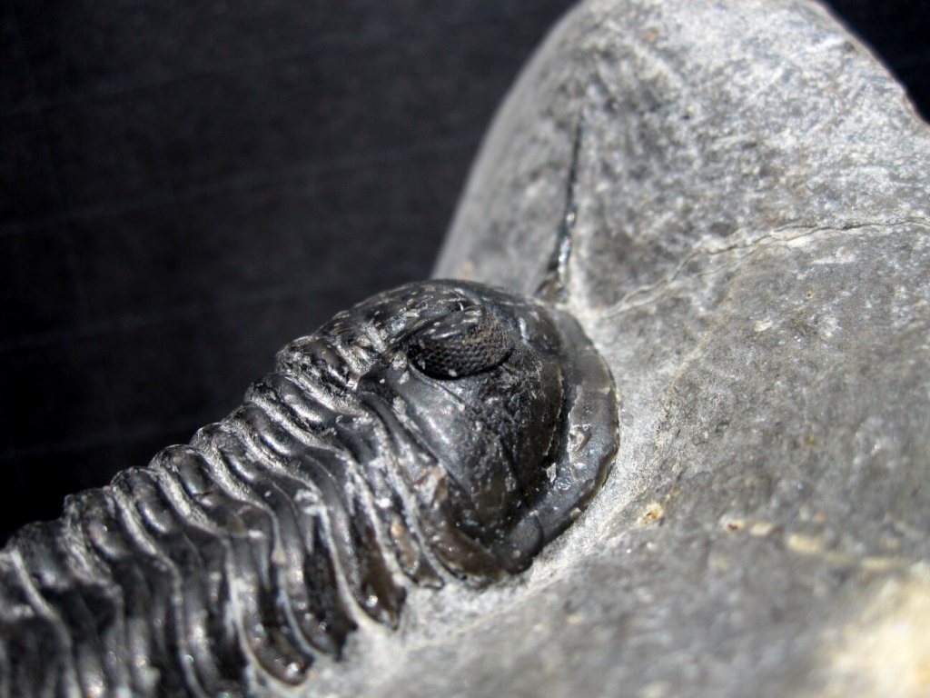 Moroccanites malladoides Trilobite