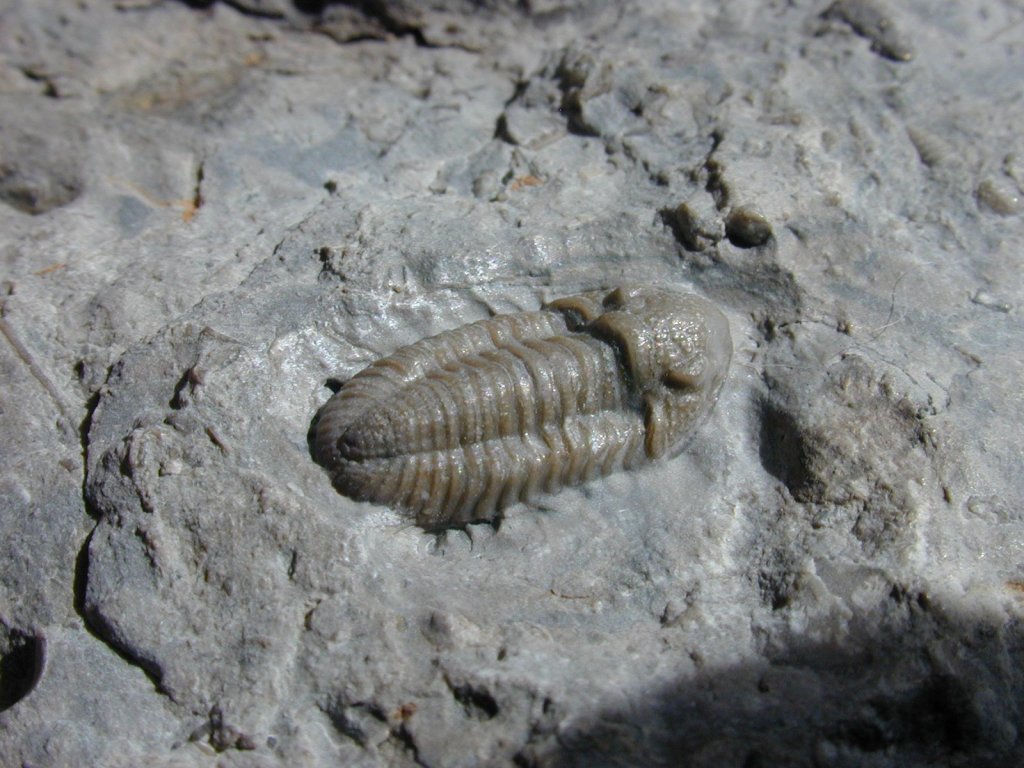 Breviphillipsia Trilobite
