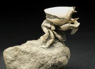 Ranilia Museum Fossil Crab