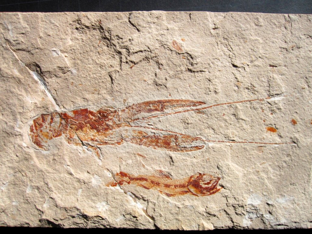 Pseudostacus Fossil Lobster