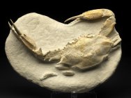 Sardinian Fossil Crab Neptunus granulatus