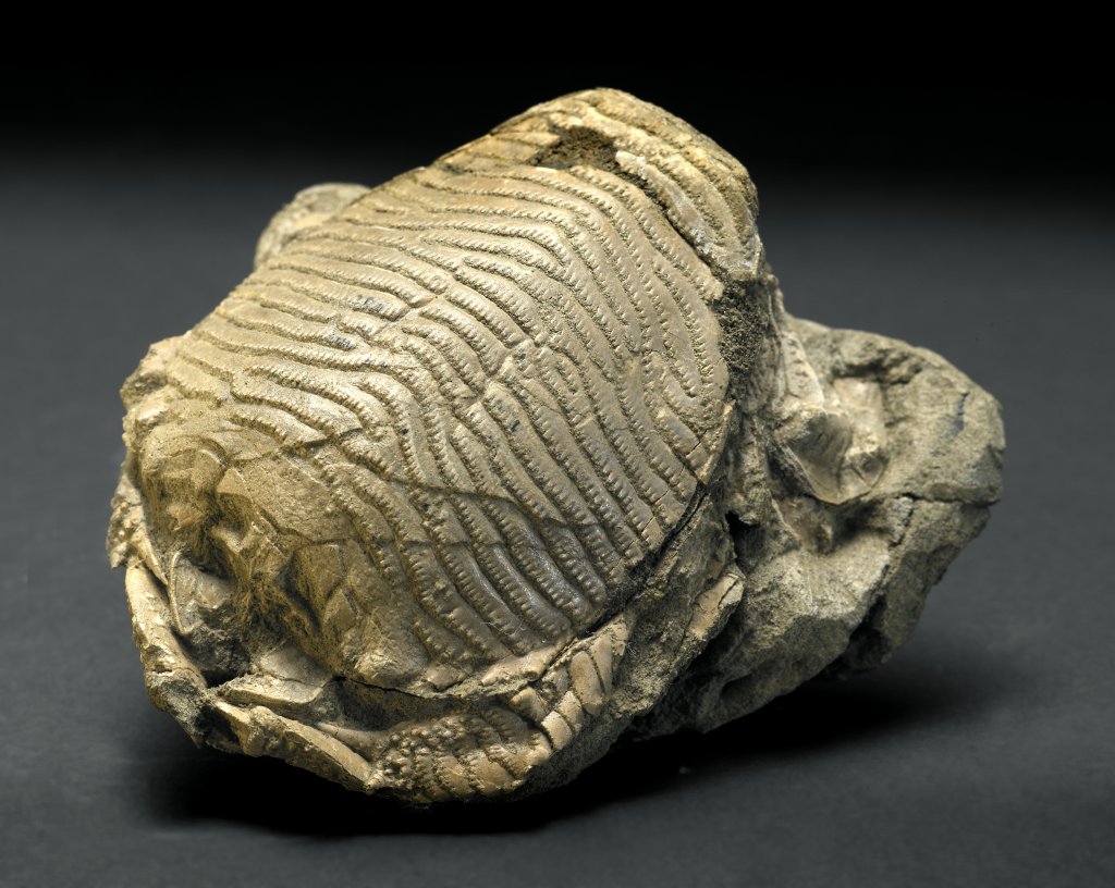 Crab Fossils Tuscany