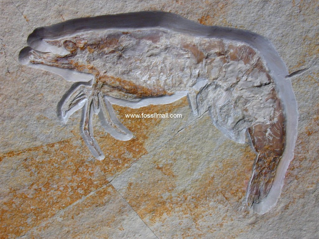 Antrimpos Solnhofen Shrimp Fossil