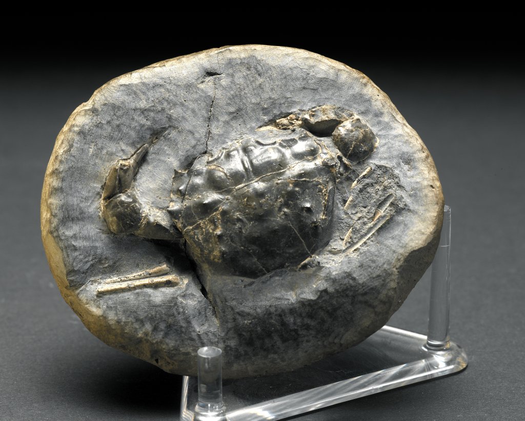 Ceoloma incaranatum Fossil Crab