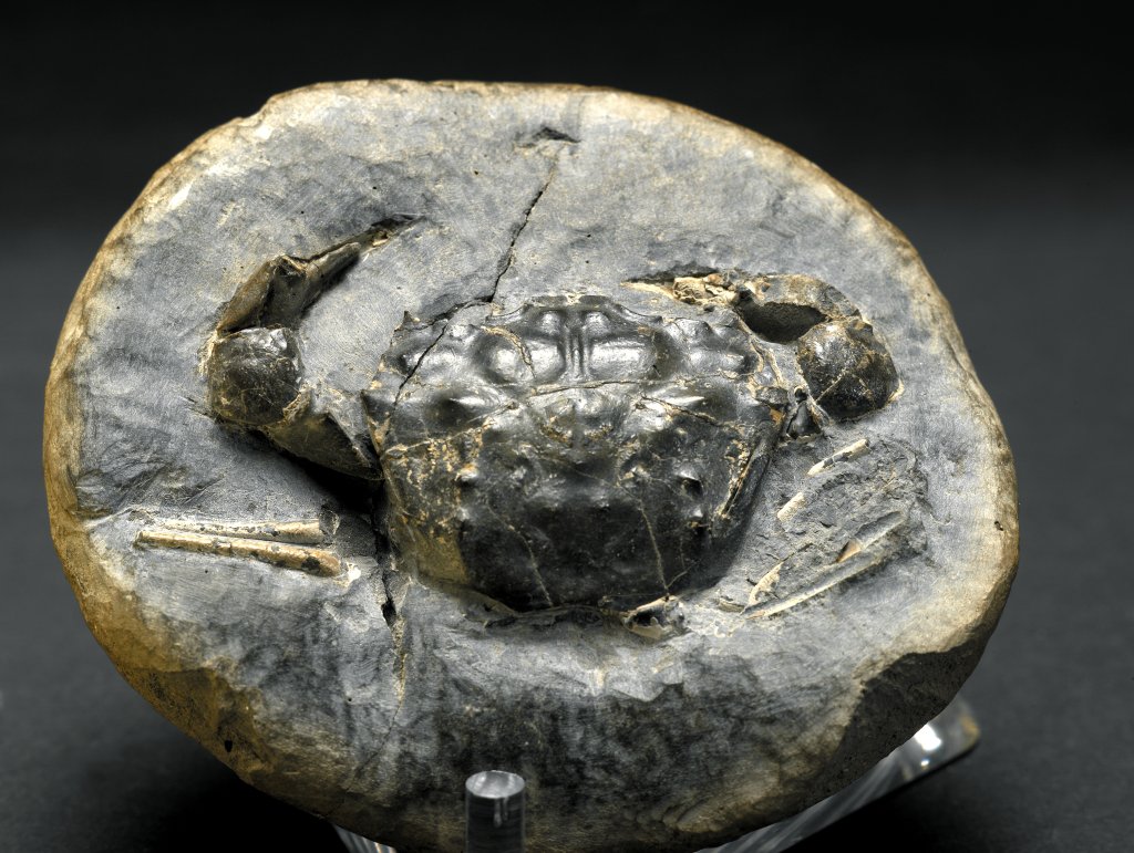 Ceoloma Fossil Crab