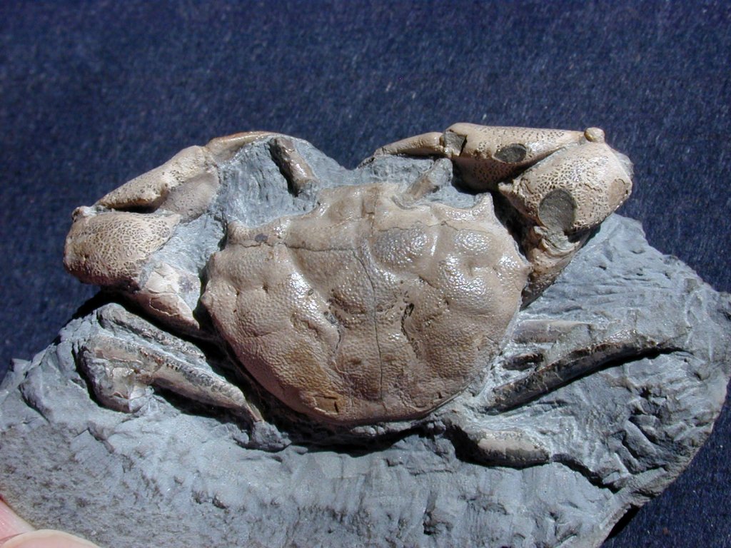 Orbitoplax Crab Fossil from Oregon