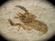 Astacus Crayfish Fossil
