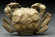 Museum Grade Avitelmessus Fossil Crab