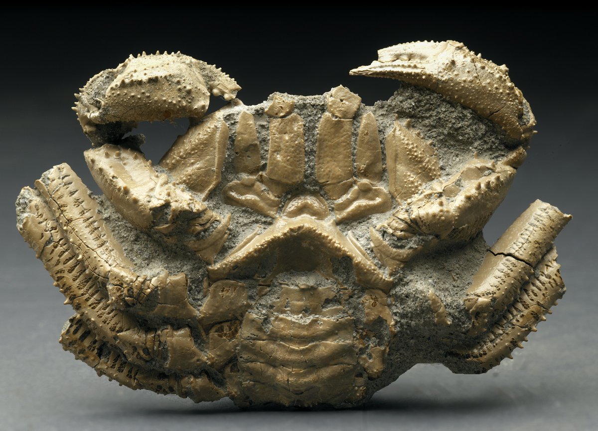 Avitelmessus grapsoideus Fossil Crab