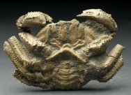 Museum Grade Avitelmessus Cretaceous Fossil Crab