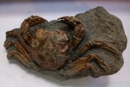 Avitelmessus Fossil Crab