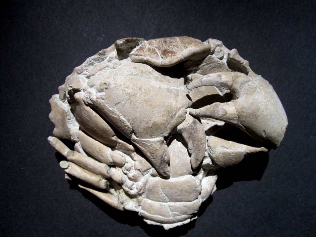 Paleocarpilius Fossil Crab