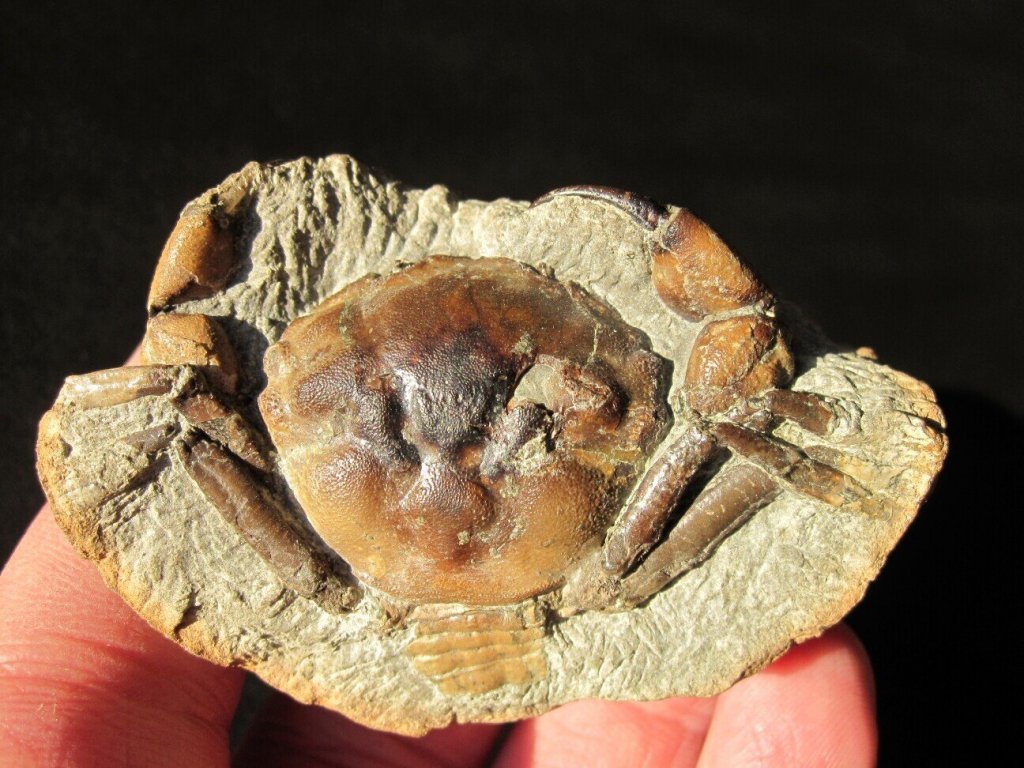 Pulalius vulgaris Crab Fossil