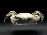 Chaceon Crab Fossil