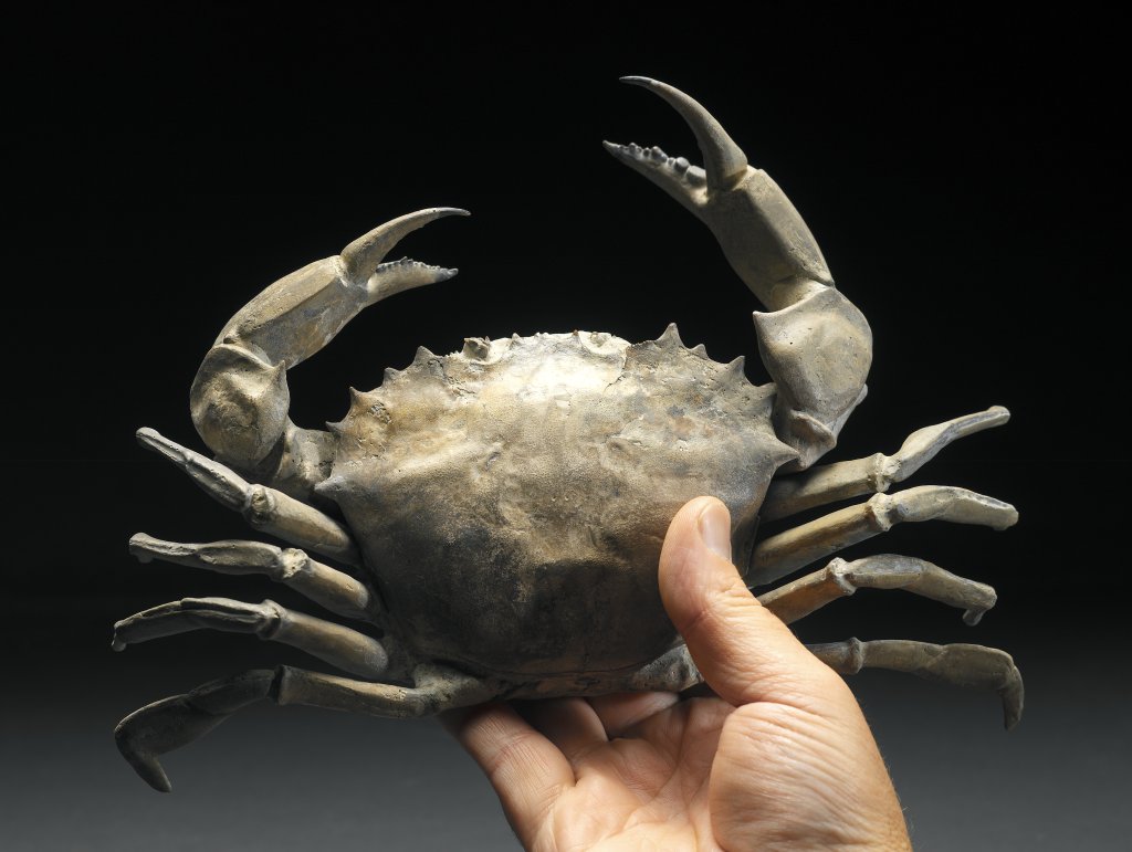 Chaceon Crab fossil from Argentina