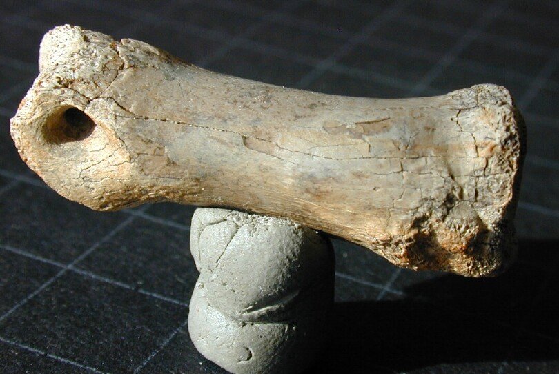 Raptor Toe Bone