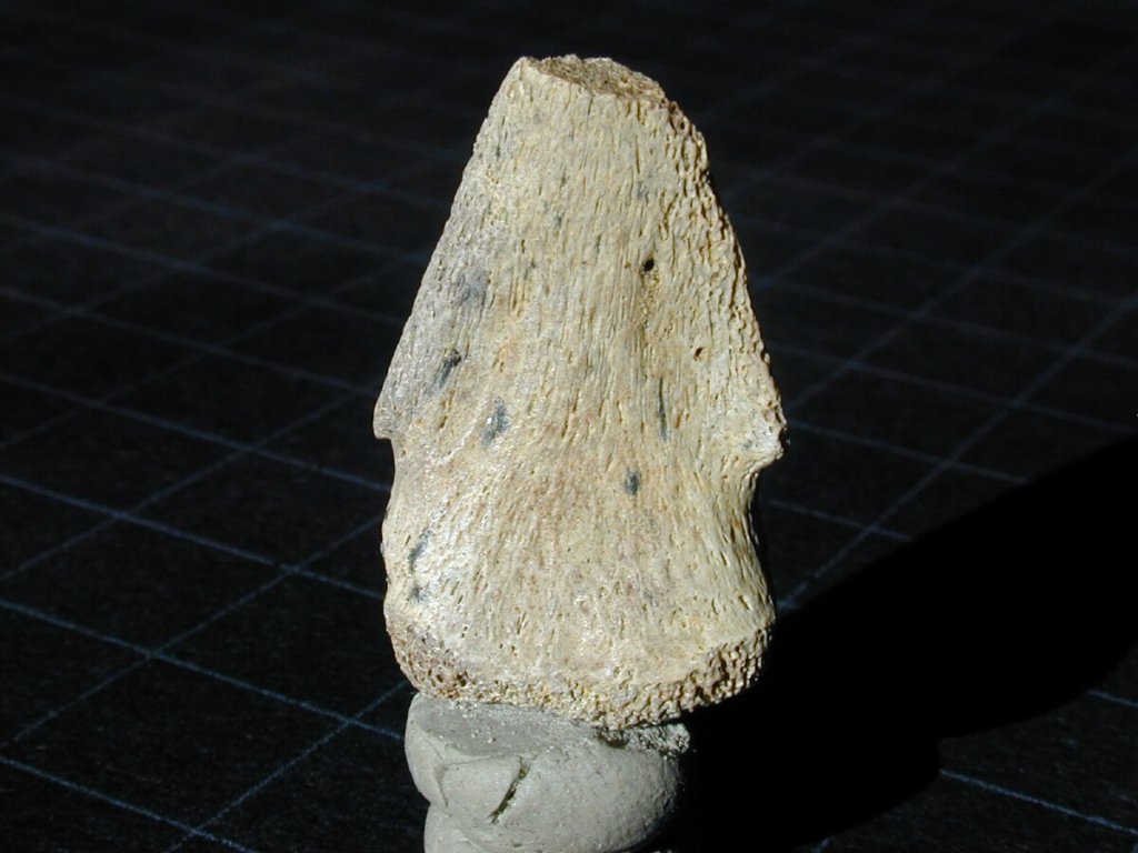 Pachycephalosaurus Dinosaur Claw