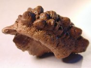 Rare Stegoceras Dinosaur Skull Bone