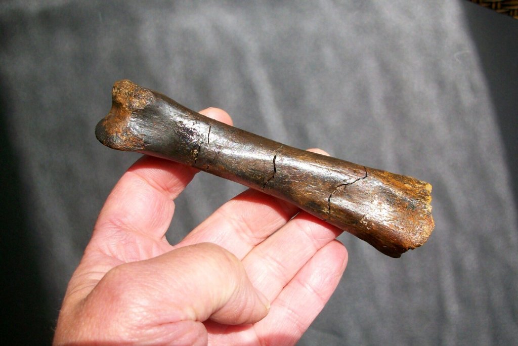 Dromaeosaur Foot Bone Fossil