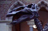 Edmontosaurus Dinosaur Skull Cast