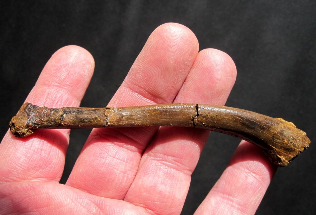 Dromaeosaur Dinosaur Fossils