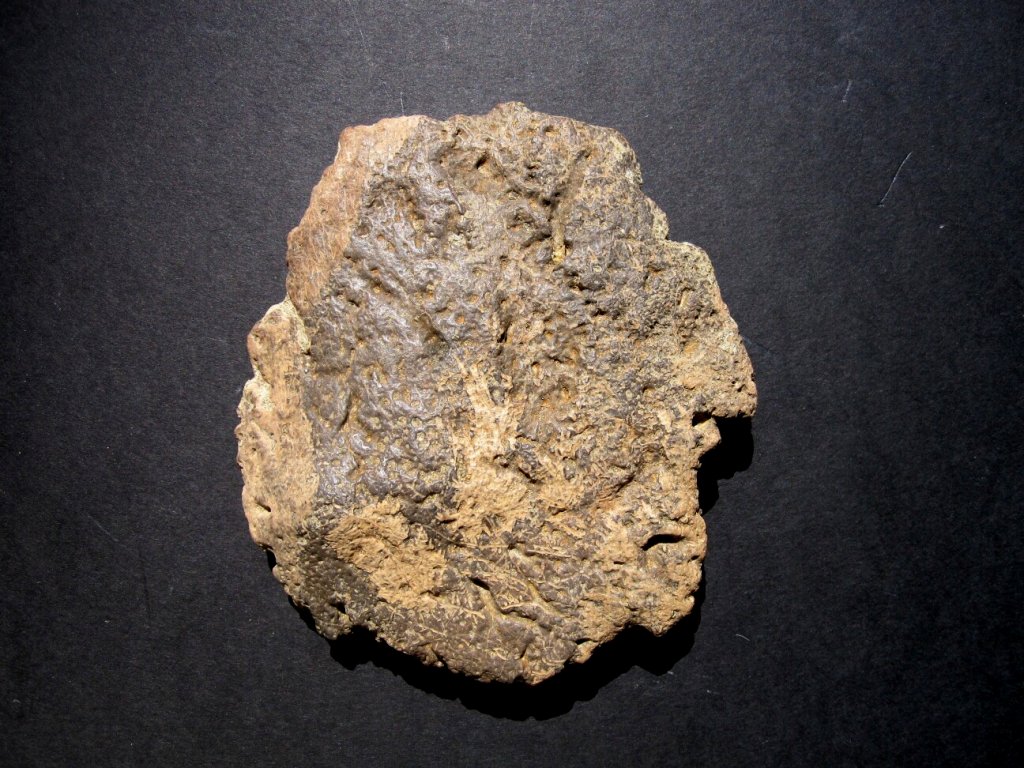 Ankylosaur Dinosaur Fossils