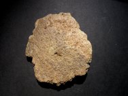 Sauropsida