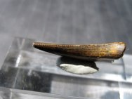 Ricardoestesia Dinosaur Tooth Fossil