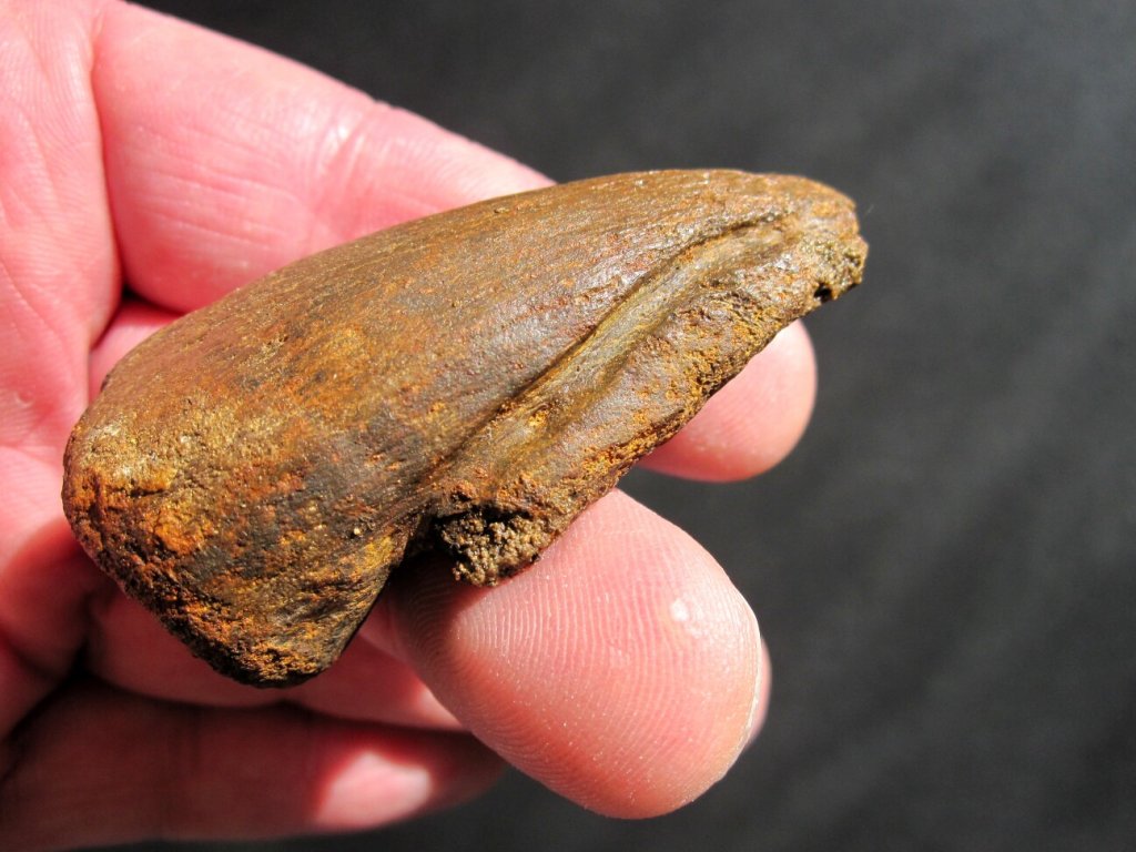 Pachycephalosaur Claw