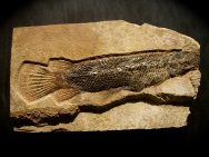 Atractosteus simplex Gar Fish Fossil