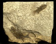Palaeoniscid Paleozoic Fish Fossils