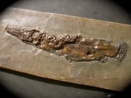 Atractosteus strausi Gar Fish Fossil