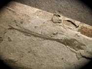 Rare Hemithyrsites Fish Fossil