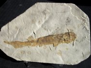 Peipiaosteus Fossil Fish