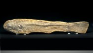 Santana Fish Fossils Calamopleurus cylindricus