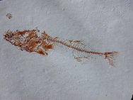 Gasterosteus Fossil Fish