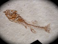 Fundulus nevadensis Fossil Fish