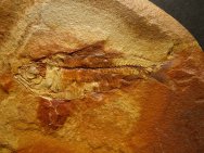 Knightia alta Fish Fossil