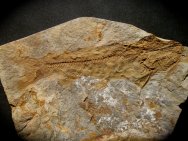 Rare Astephus Catfish Fossil from Green River
