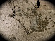 Rare Argyropelecus Fish Fossil