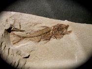 Serranus Fish Fossil