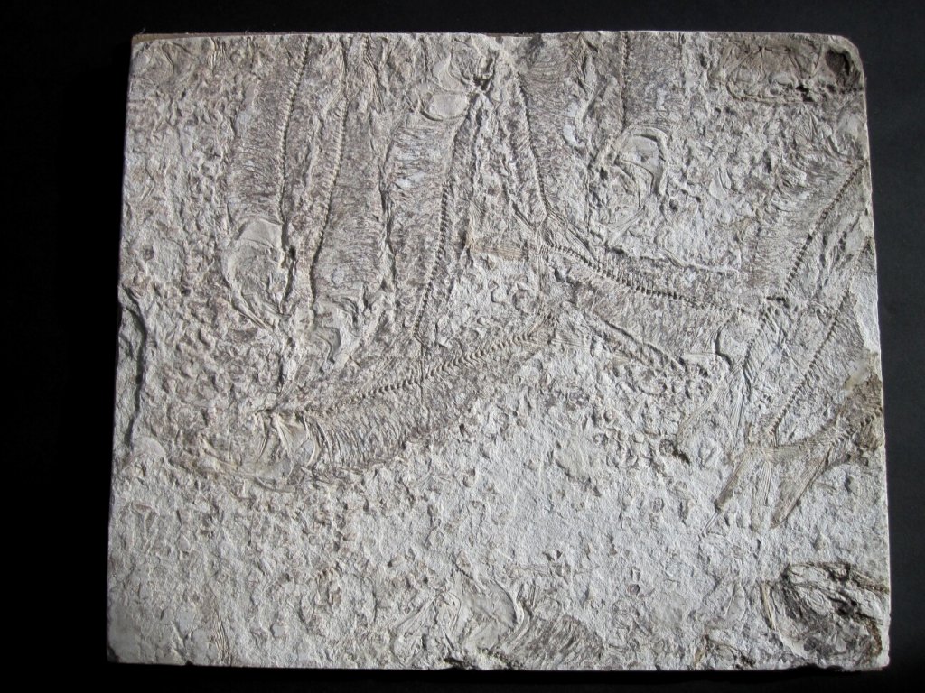 Xyne Fossil Fishes