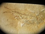 Uncommon Knightia alta Fish Fossil