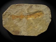 Peipiaosteus pani Fossil Fish
